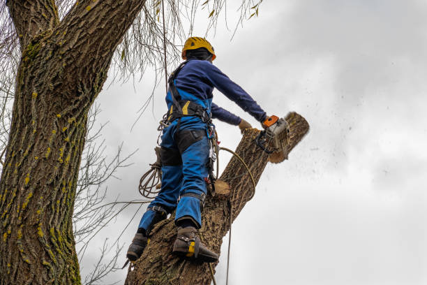 Tree and Shrub Care in Sunnyslope, WA